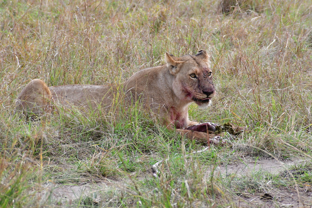 Masai Mara Nat. Reserve